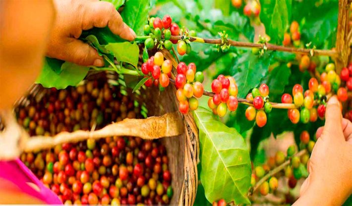 nicaragua coffee tours